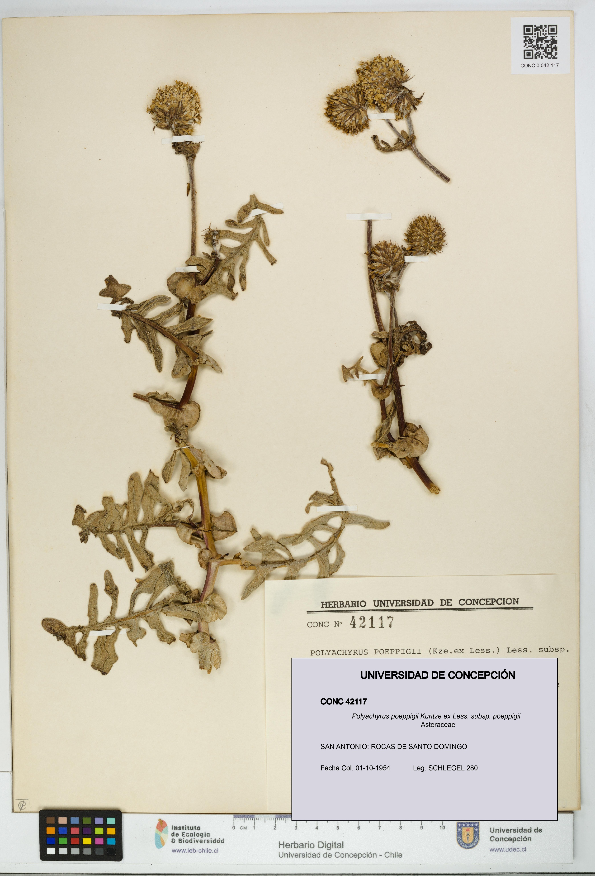 Polyachyrus poeppigii [Espécimen: UDEC:CONC:0042117]