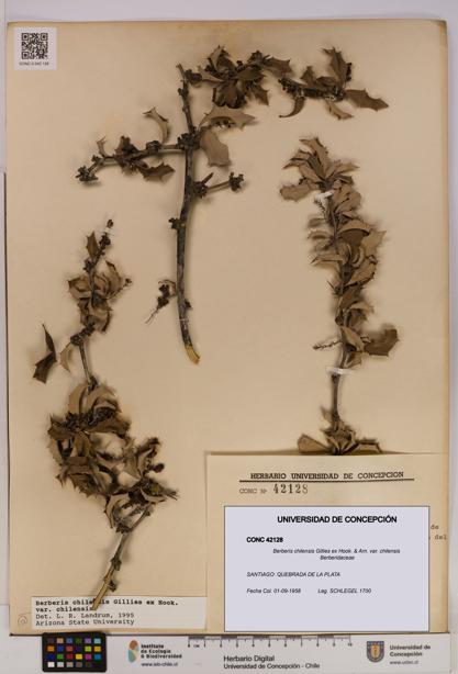 Berberis chilensis var. chilensis [Espécimen: UDEC:CONC:0042128]