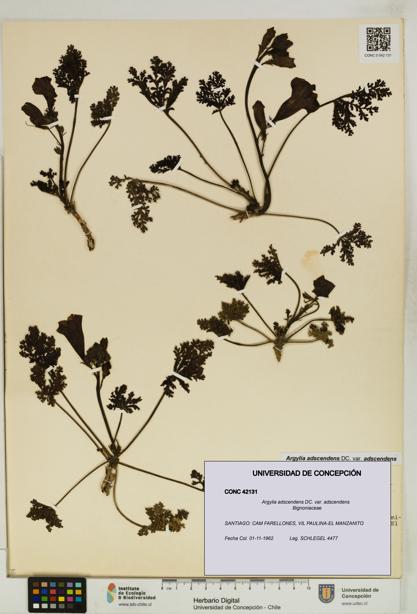 Argylia adscendens [Espécimen: UDEC:CONC:0042131]