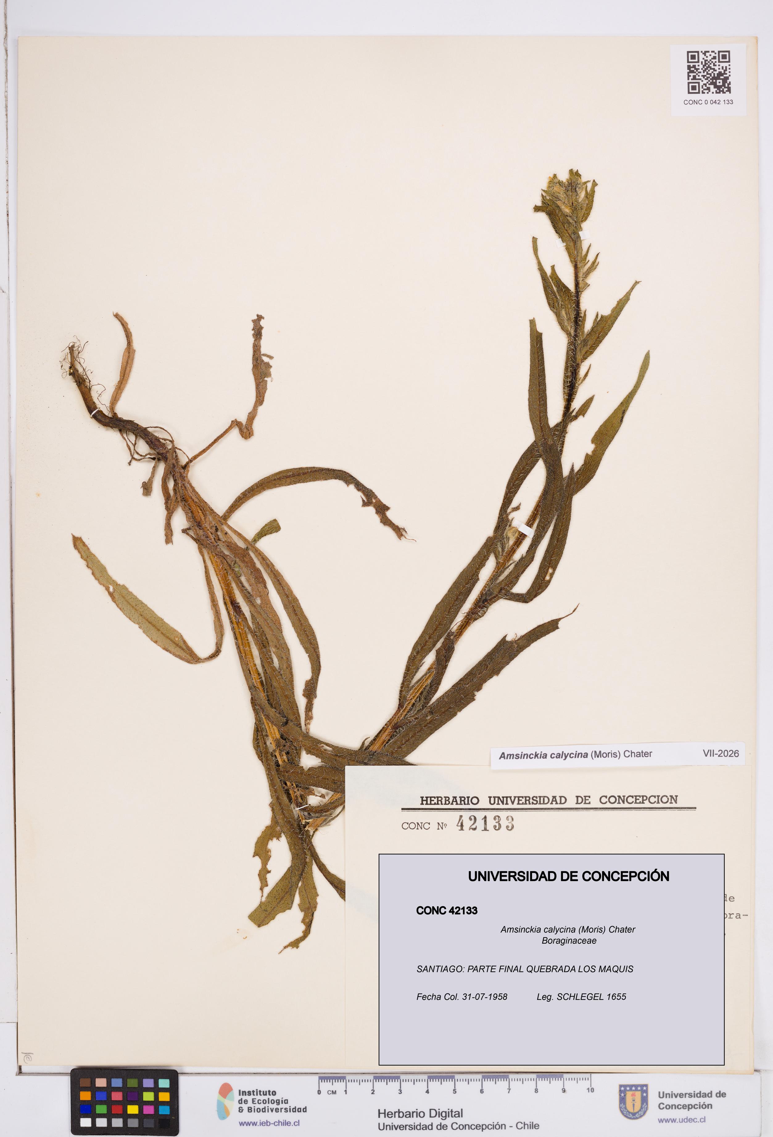 Amsinckia calycina [Espécimen: ]