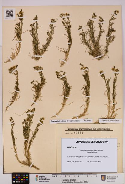 Spergularia villosa [Espécimen: UDEC:CONC:0042141]