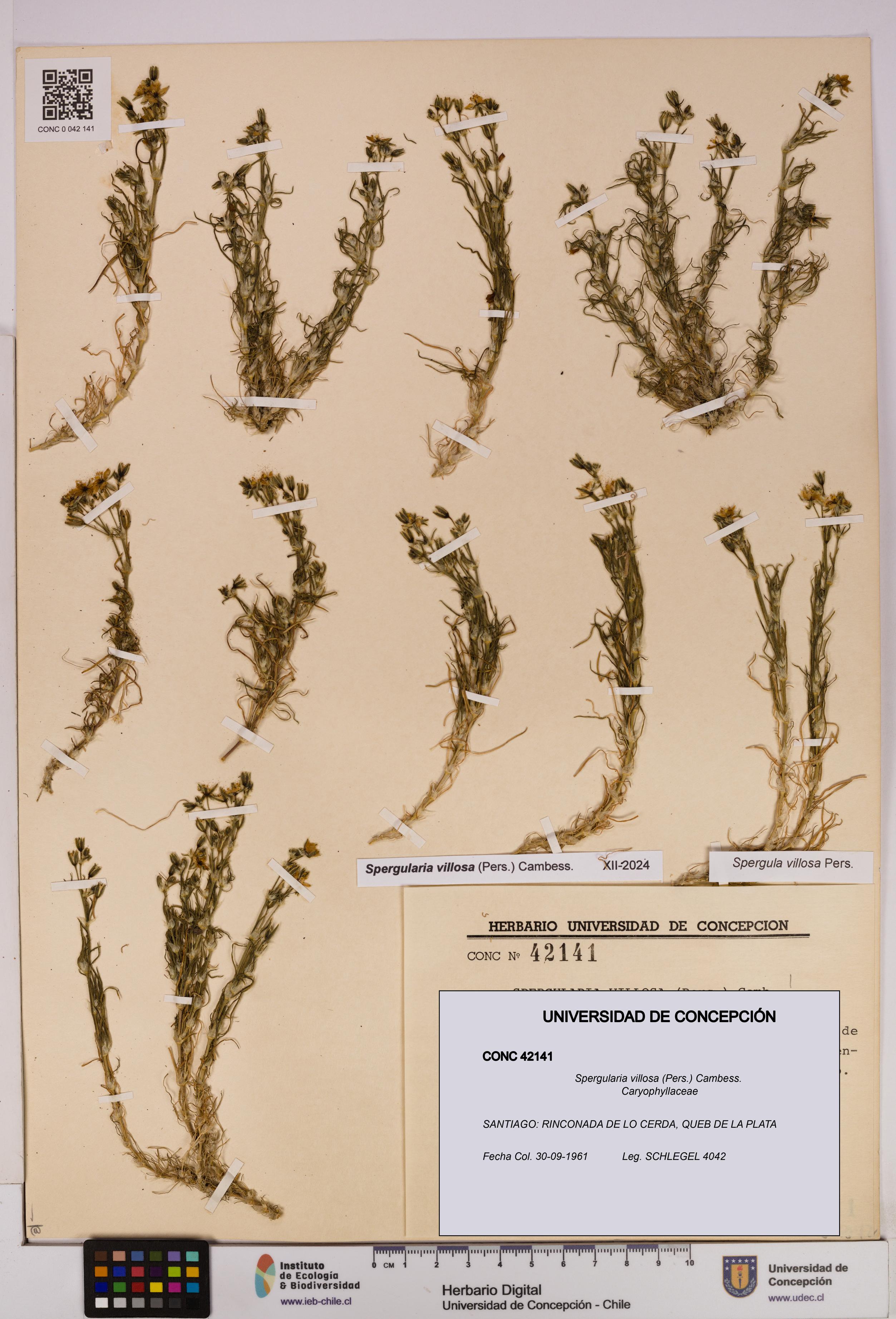 Spergularia villosa [Espécimen: UDEC:CONC:0042141]
