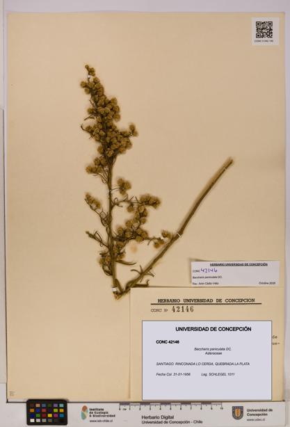 Baccharis paniculata [Espécimen: UDEC:CONC:0042146]