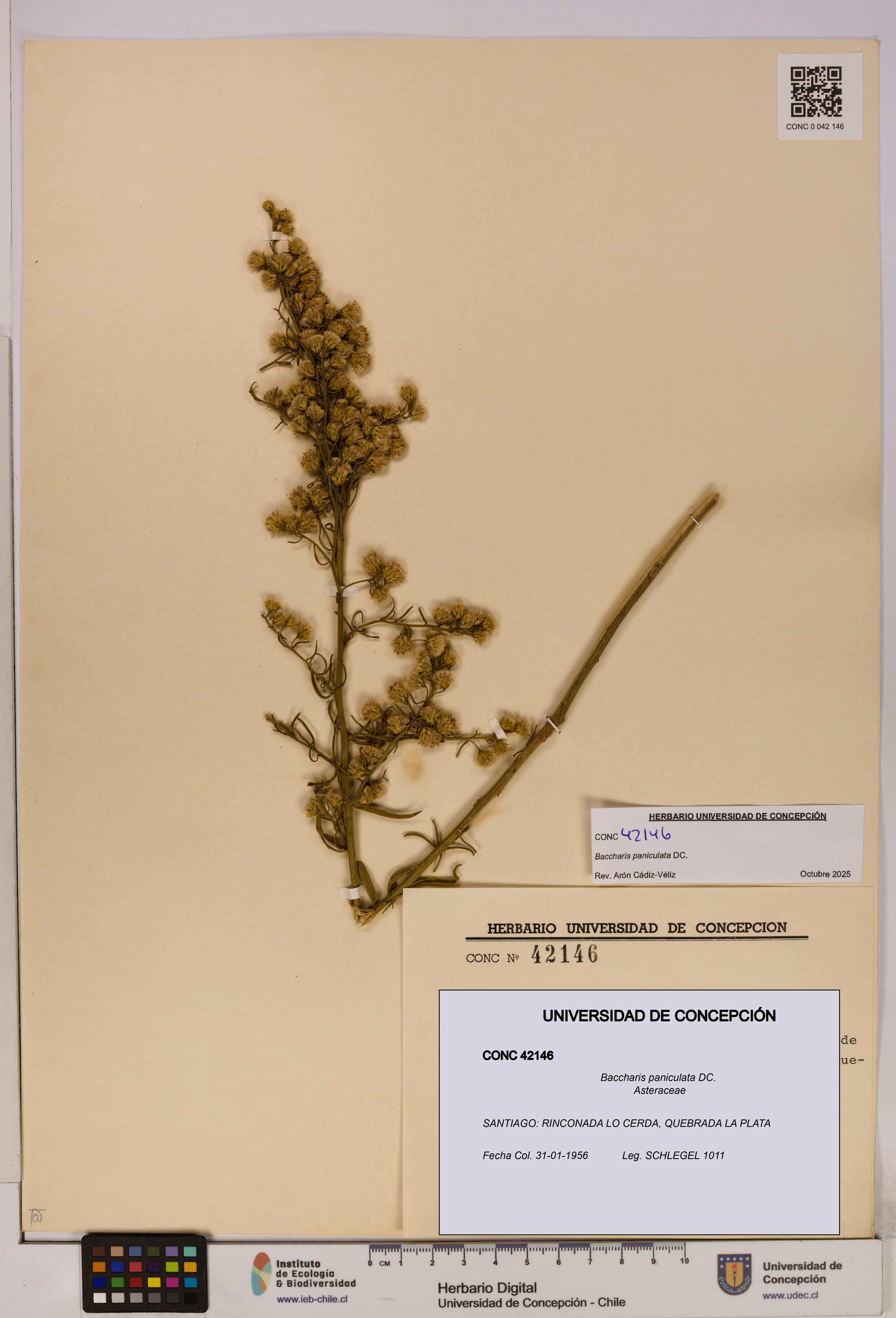 Baccharis paniculata [Espécimen: UDEC:CONC:0042146]