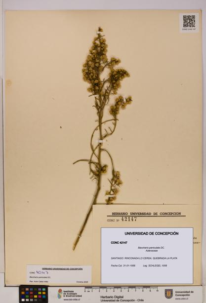 Baccharis paniculata [Espécimen: UDEC:CONC:0042147]