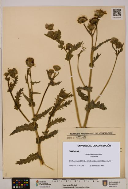 Senecio adenotrichius [Espécimen: UDEC:CONC:0042148]