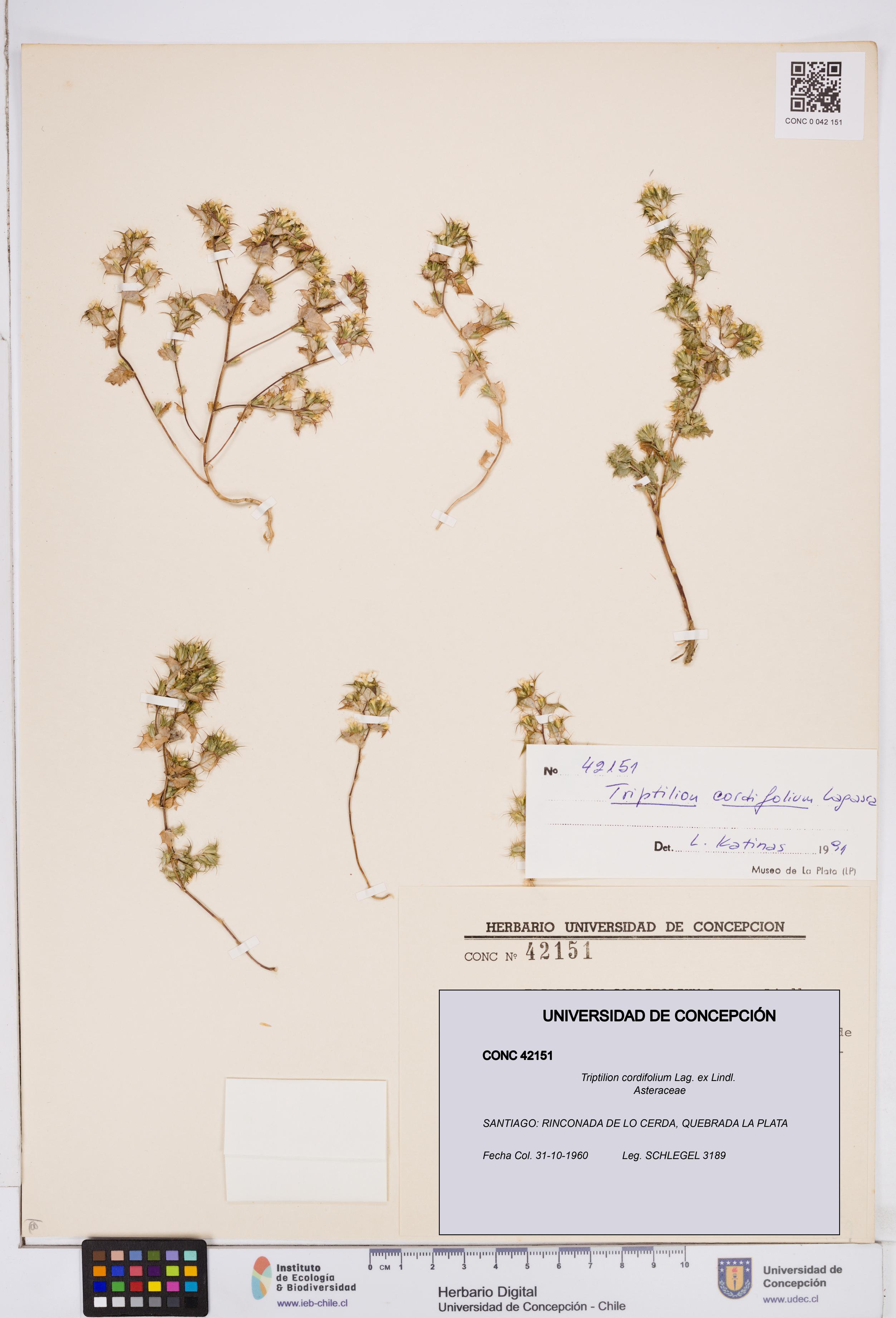 Triptilion cordifolium [Espécimen: ]