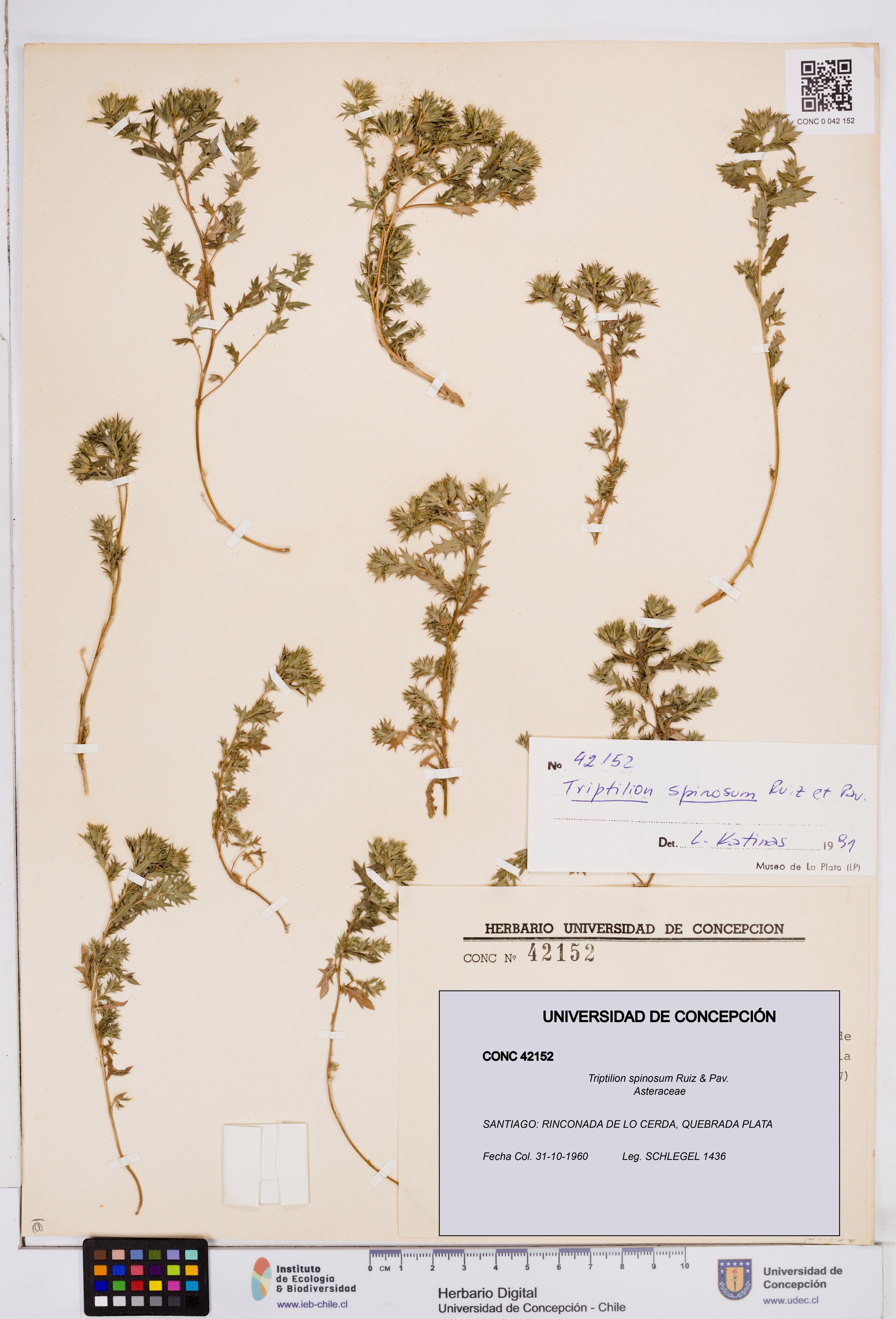Triptilion spinosum [Espécimen: ]