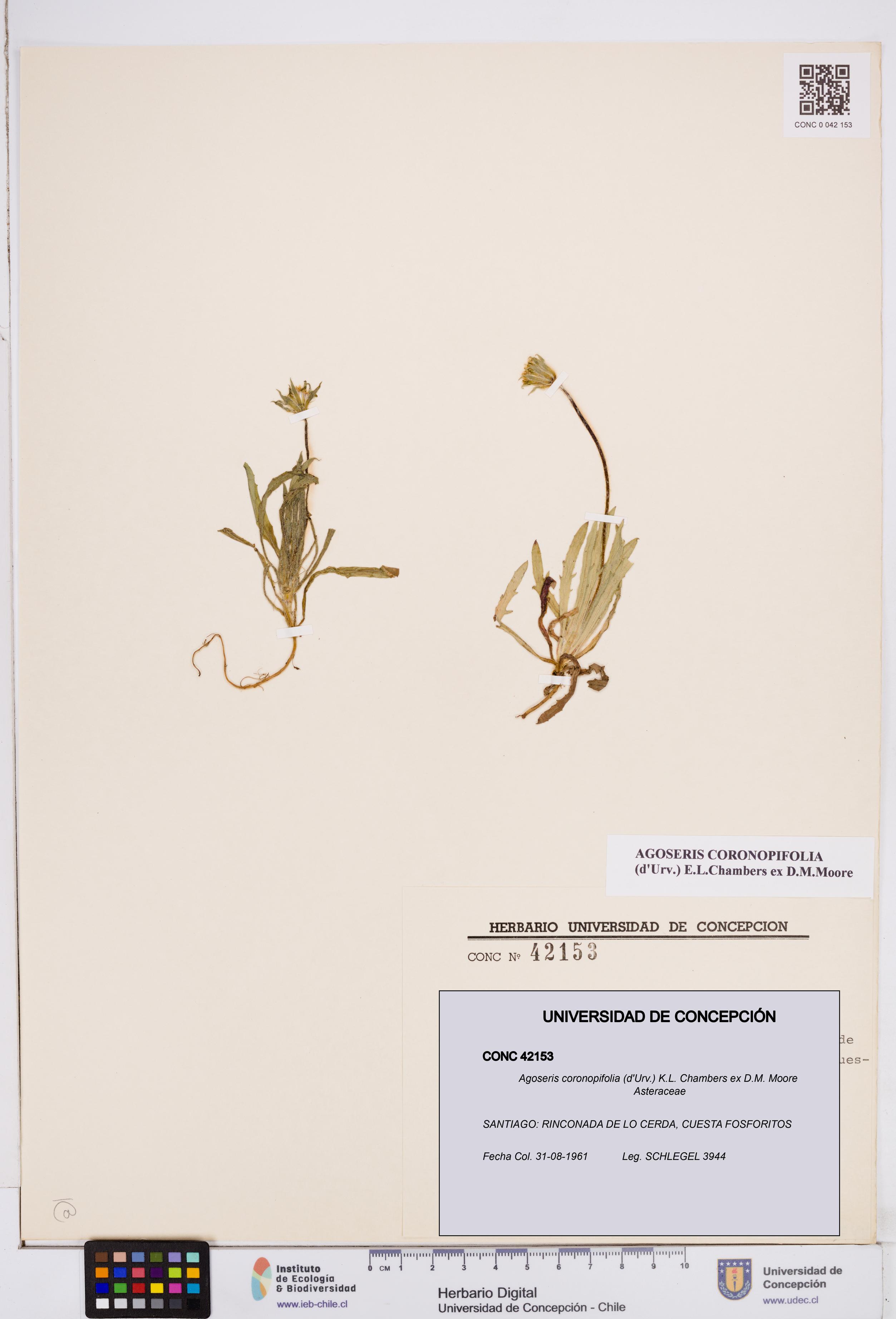Agoseris coronopifolia [Espécimen: ]