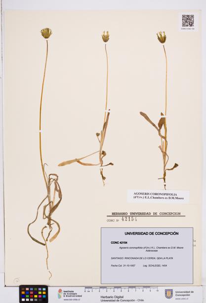 Agoseris coronopifolia [Espécimen: ]