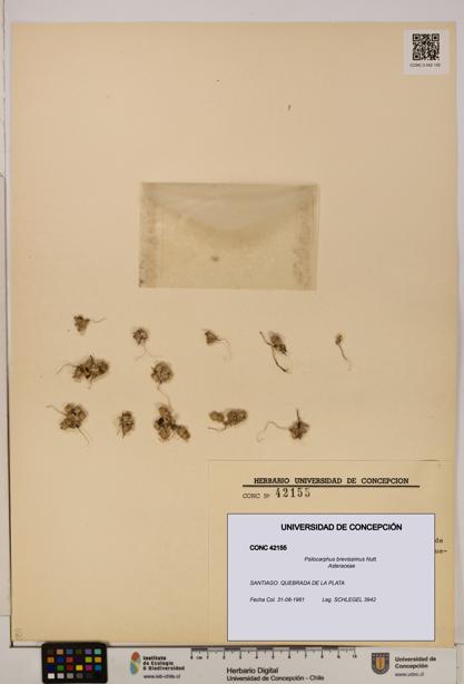 Psilocarphus brevissimus [Espécimen: ]