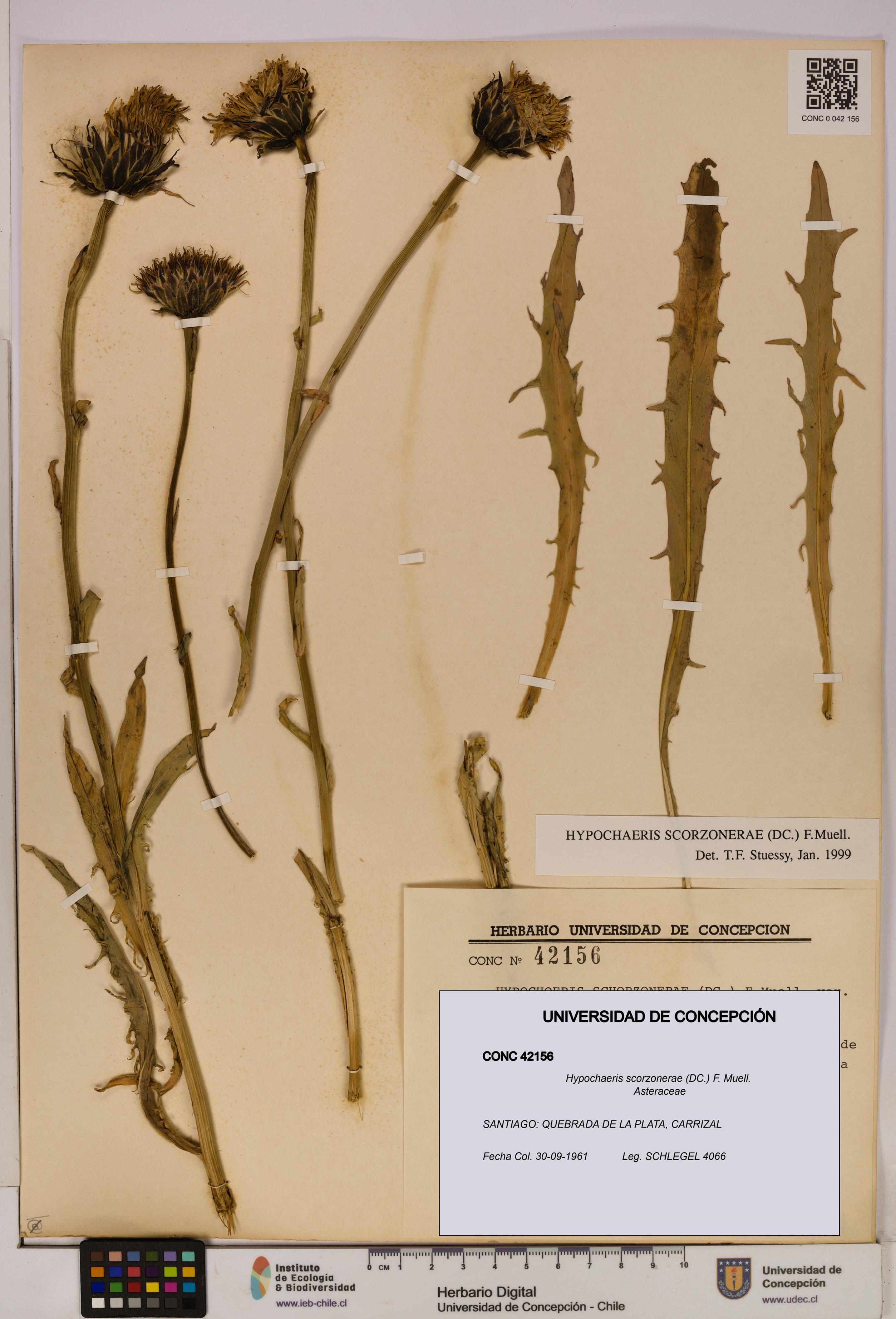 Hypochaeris scorzonerae [Espécimen: UDEC:CONC:0042156]