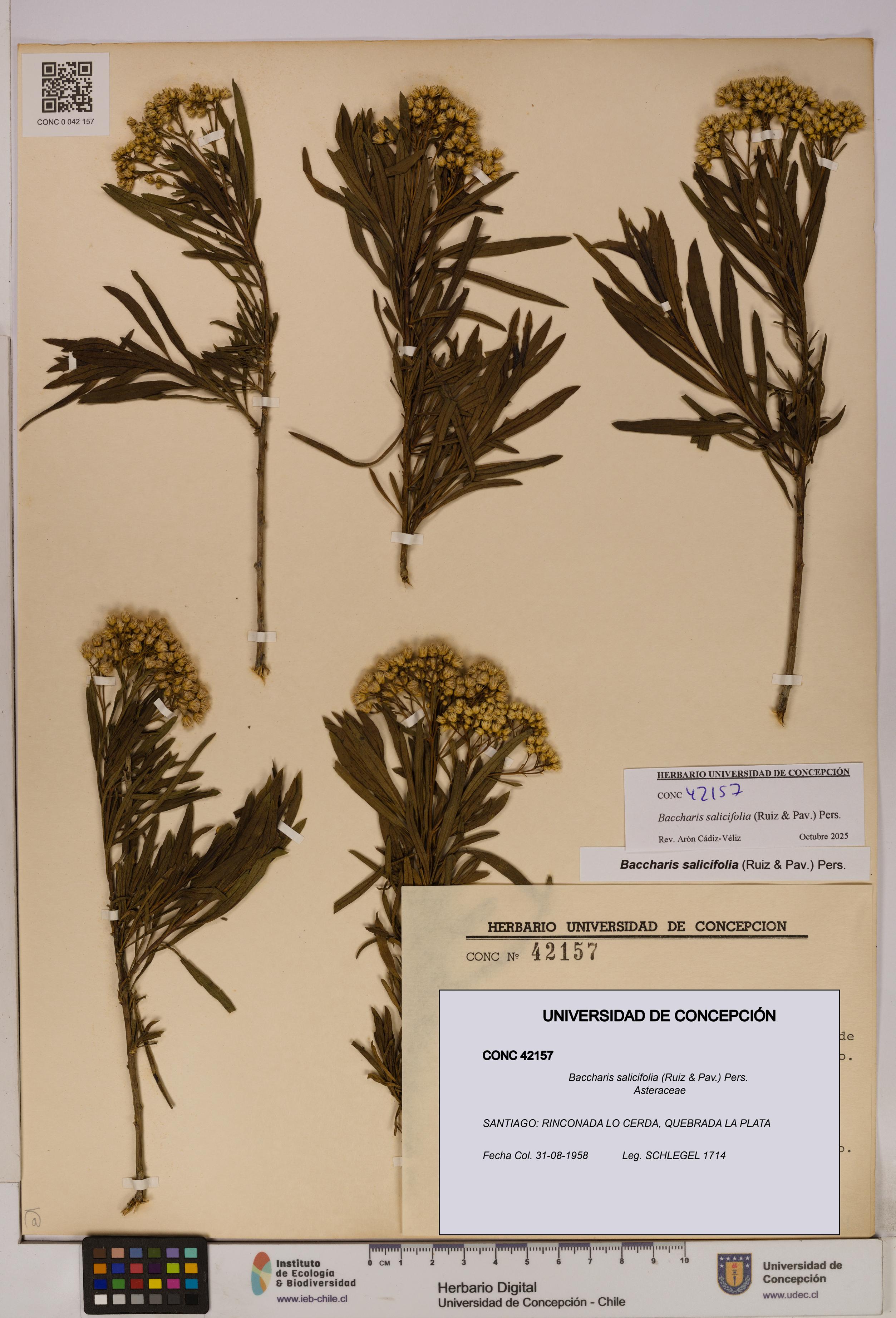 Baccharis salicifolia [Espécimen: UDEC:CONC:0042157]