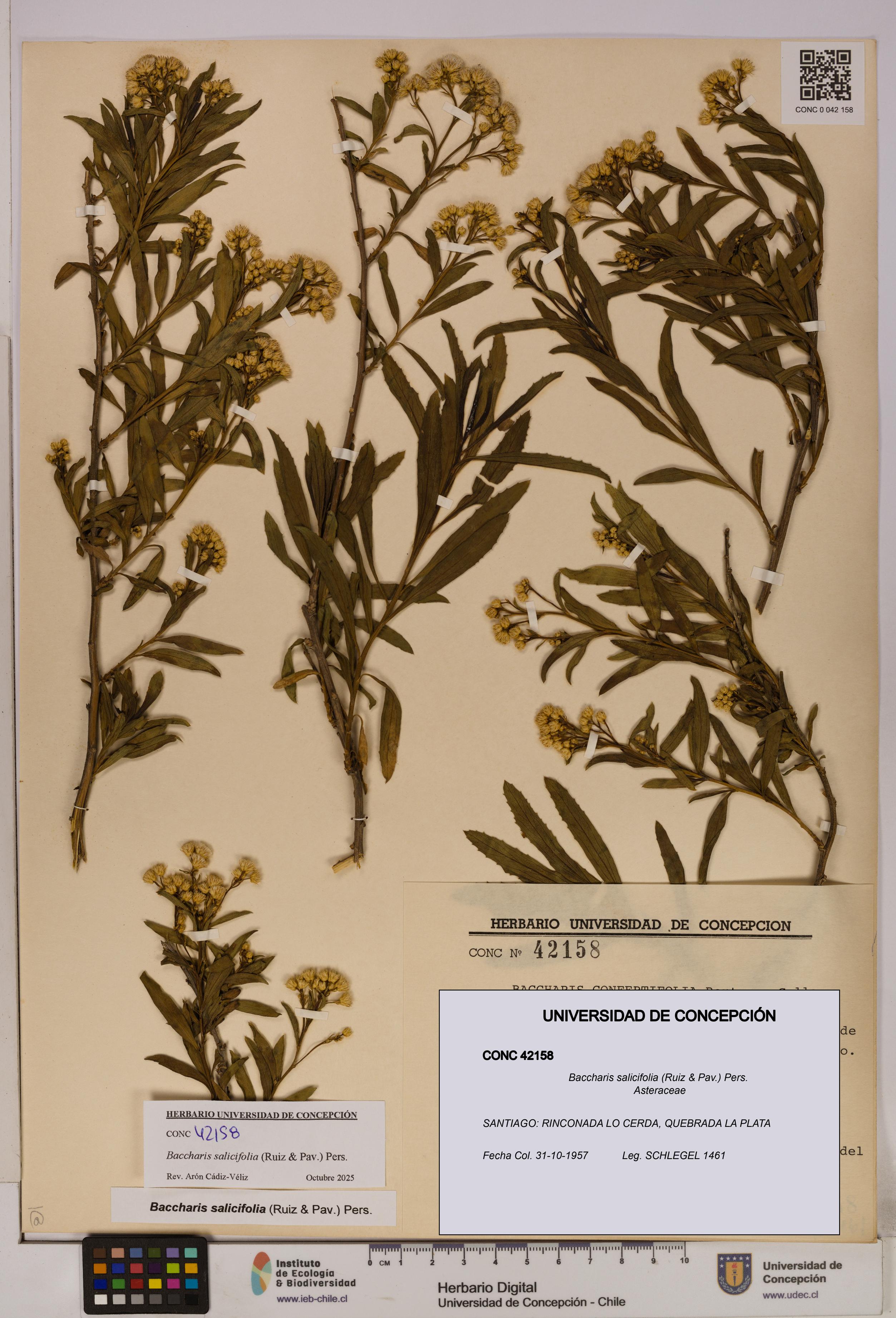 Baccharis salicifolia [Espécimen: UDEC:CONC:0042158]