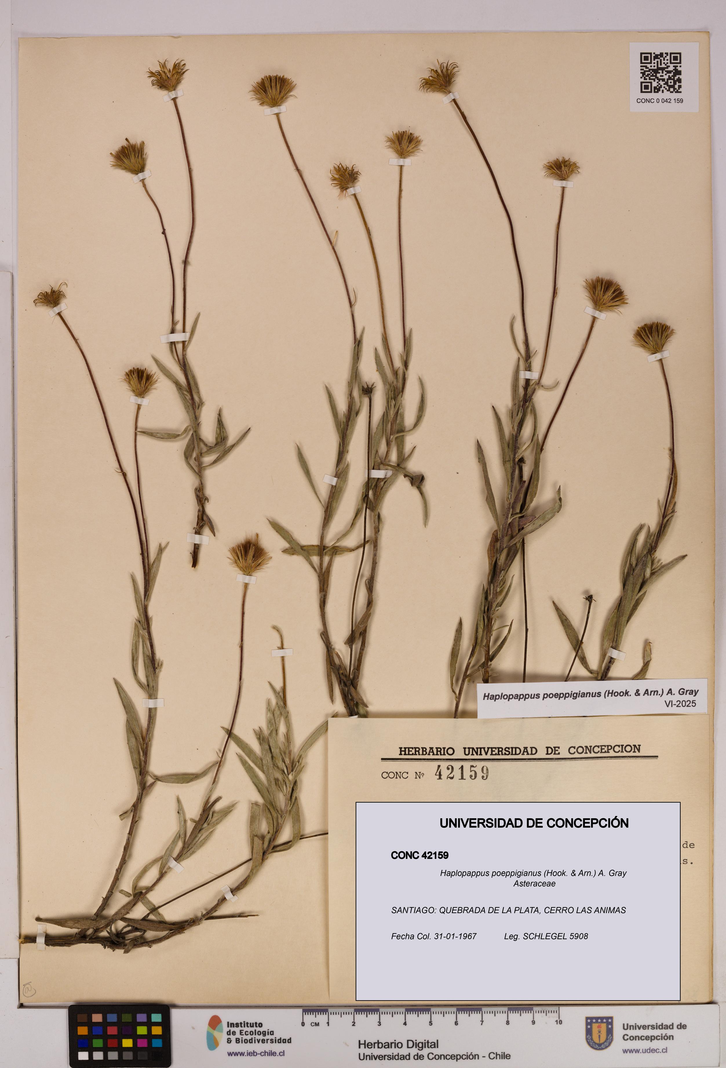 Haplopappus poeppigianus [Espécimen: UDEC:CONC:0042159]