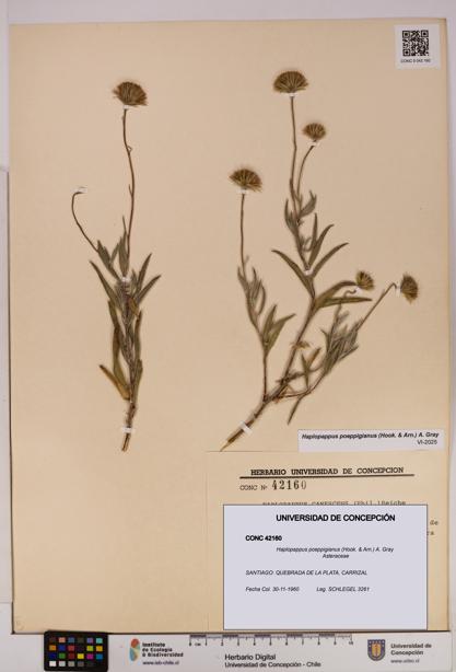 Haplopappus poeppigianus [Espécimen: UDEC:CONC:0042160]