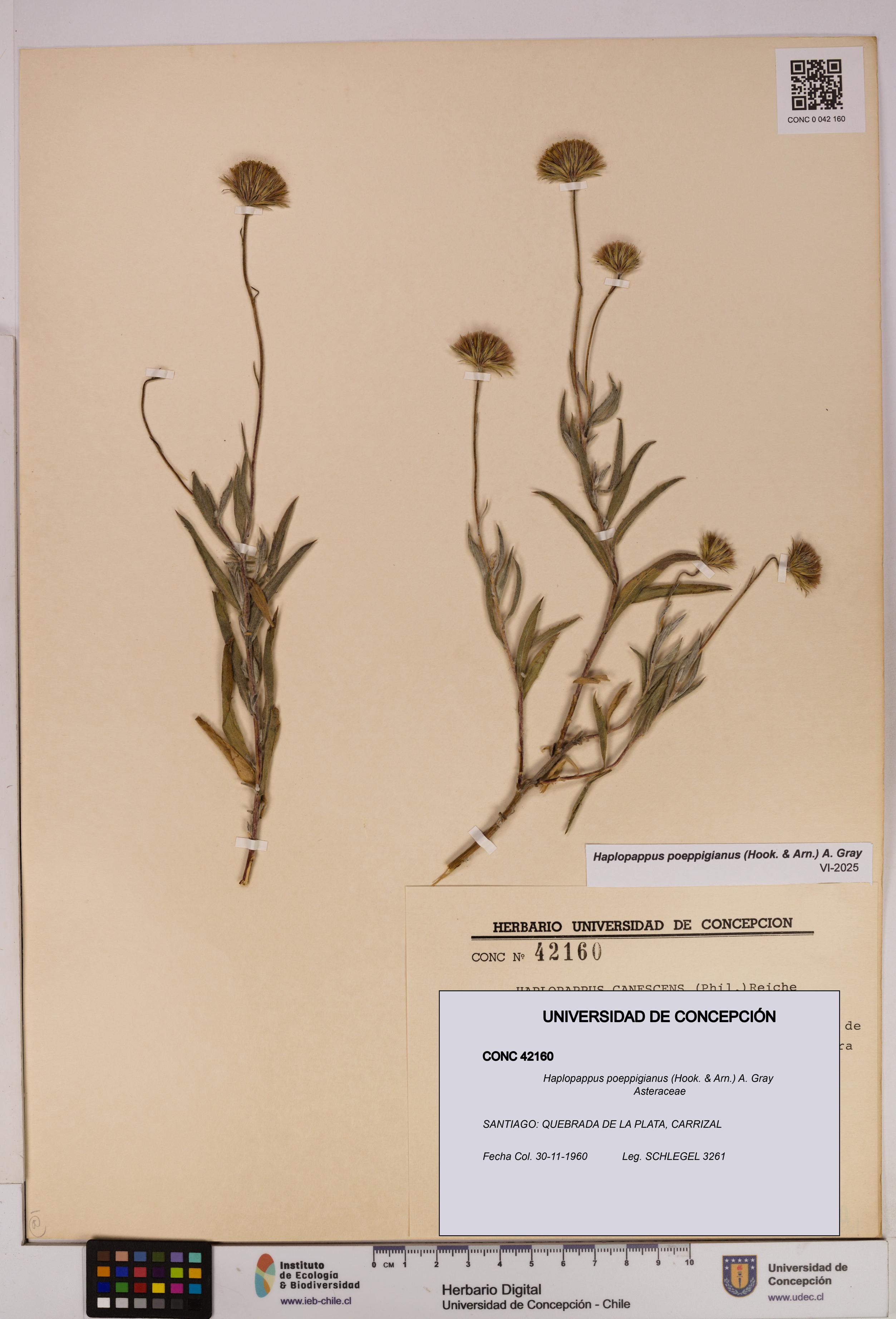 Haplopappus poeppigianus [Espécimen: UDEC:CONC:0042160]