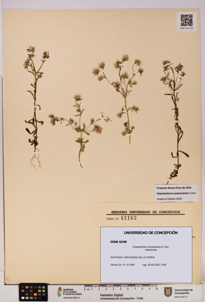 Chaetanthera ramosissima [Espécimen: UDEC:CONC:0042163]
