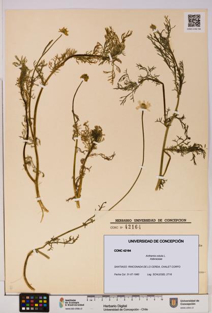 Anthemis cotula [Espécimen: UDEC:CONC:0042164]