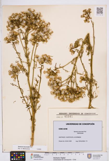 Senecio tocornalii [Espécimen: ]