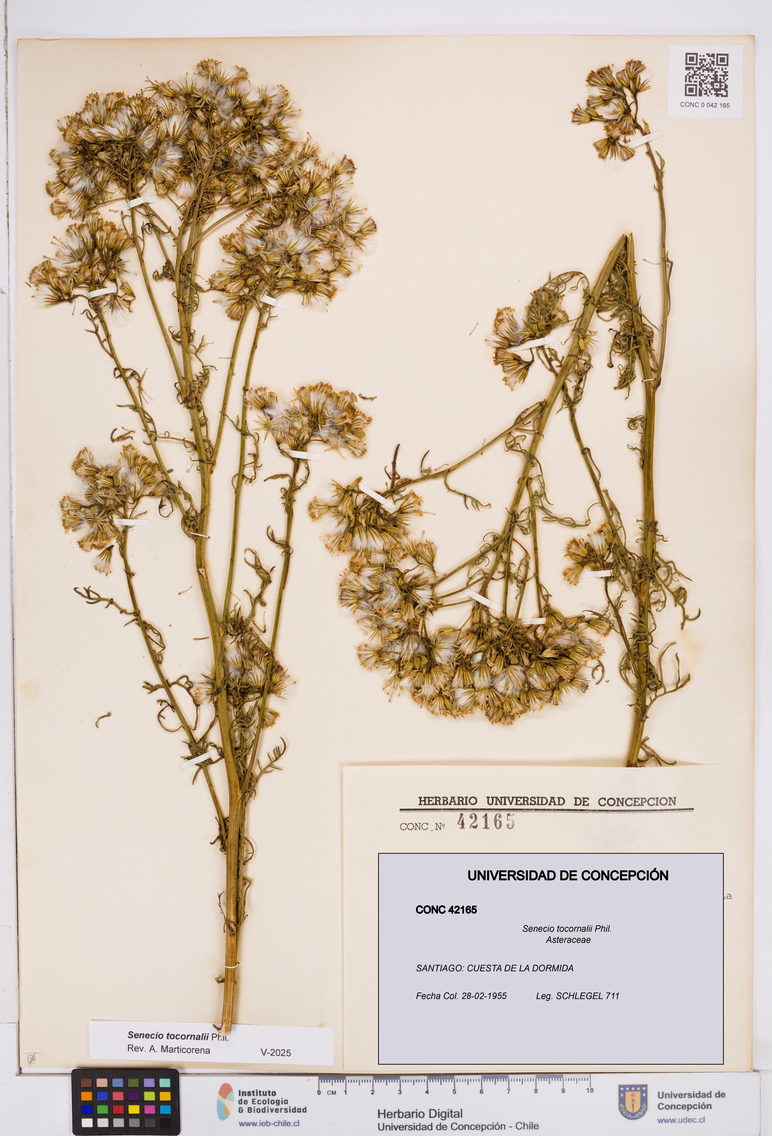 Senecio tocornalii [Espécimen: ]