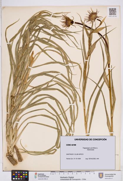 Tragopogon porrifolius [Espécimen: ]