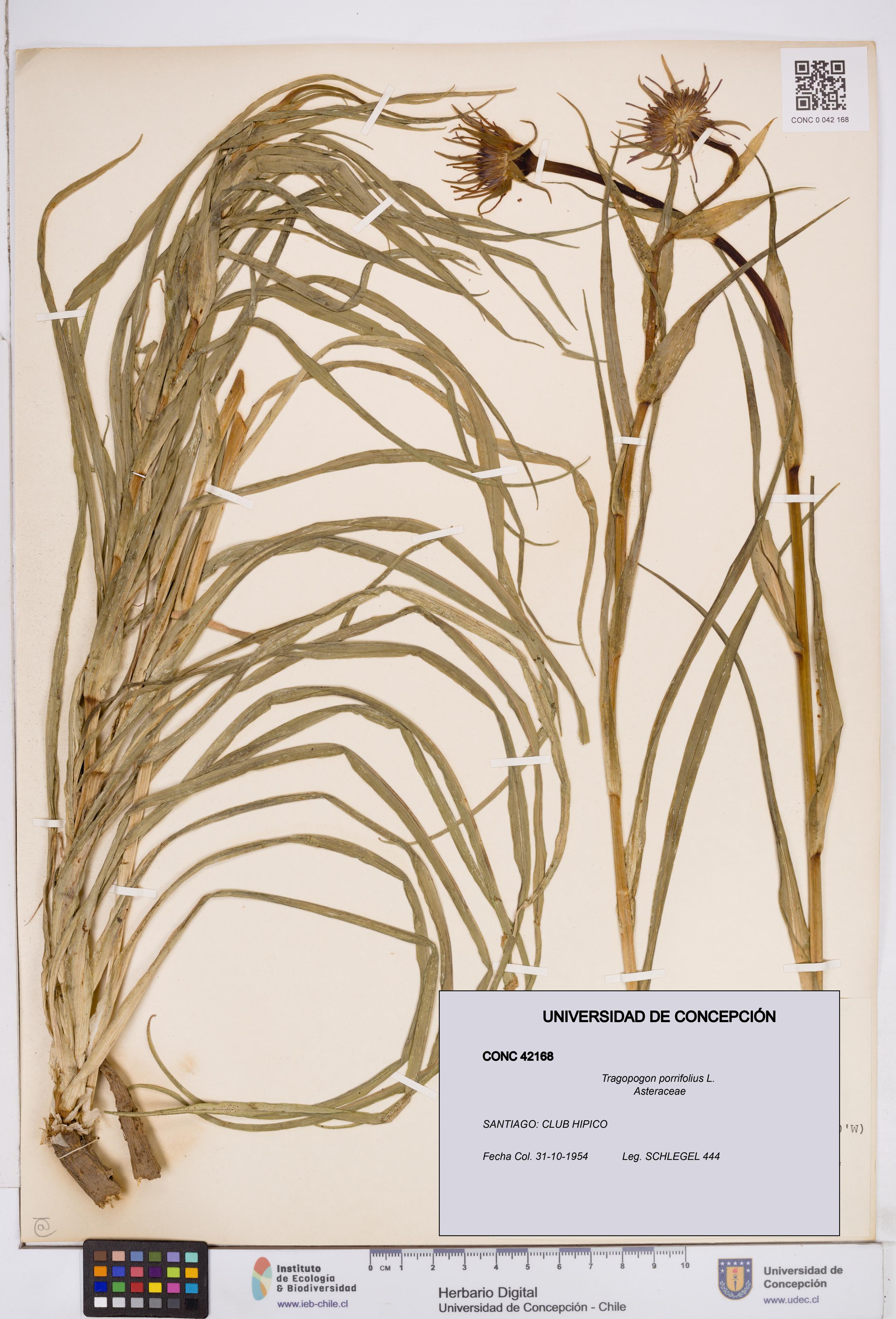 Tragopogon porrifolius [Espécimen: ]