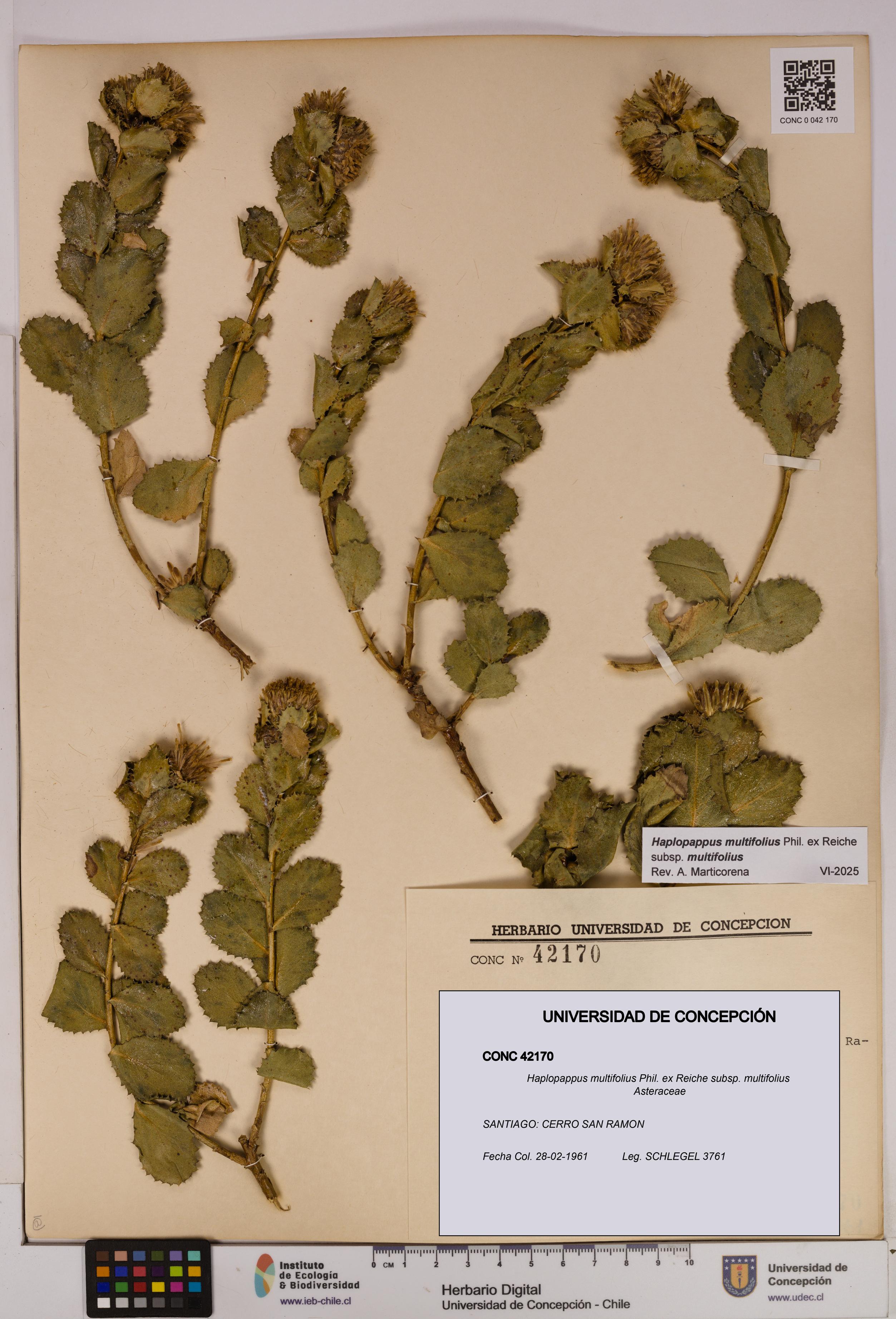 Haplopappus multifolius subsp. multifolius [Espécimen: UDEC:CONC:0042170]