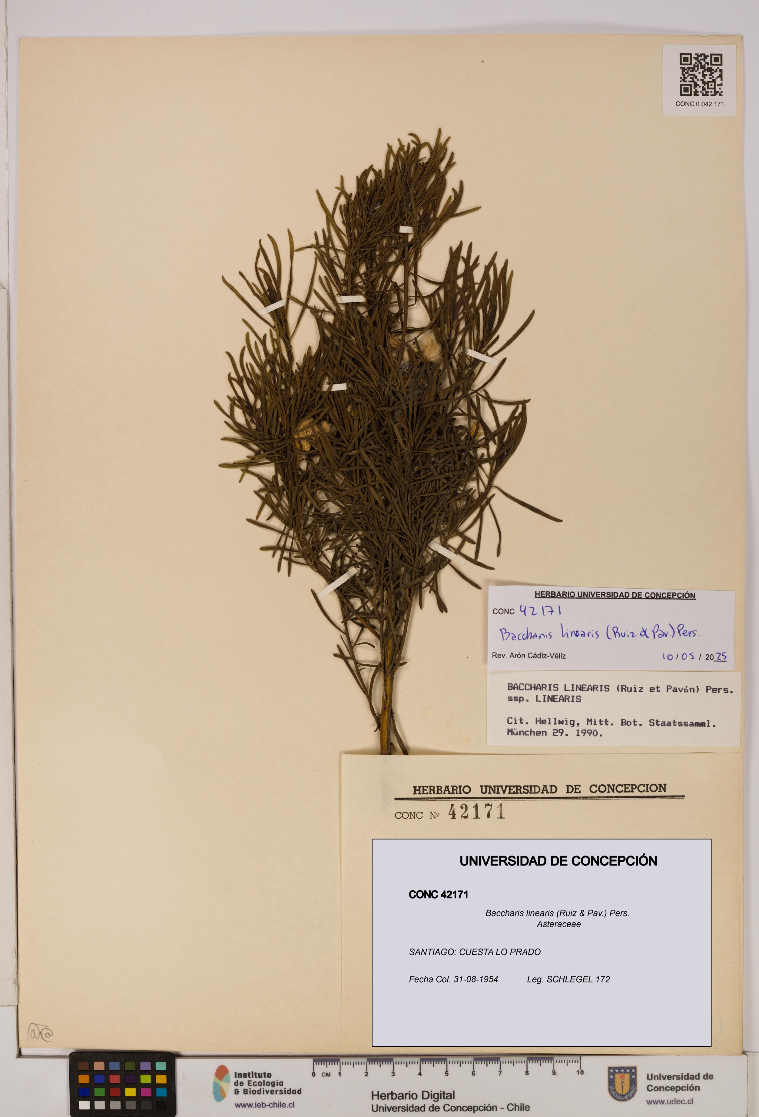 Baccharis linearis [Espécimen: UDEC:CONC:0042171]