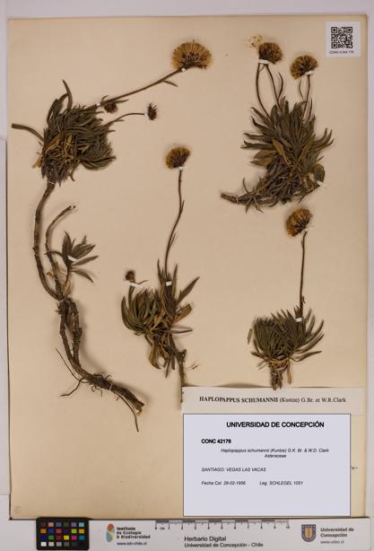 Haplopappus schumannii [Espécimen: UDEC:CONC:0042176]