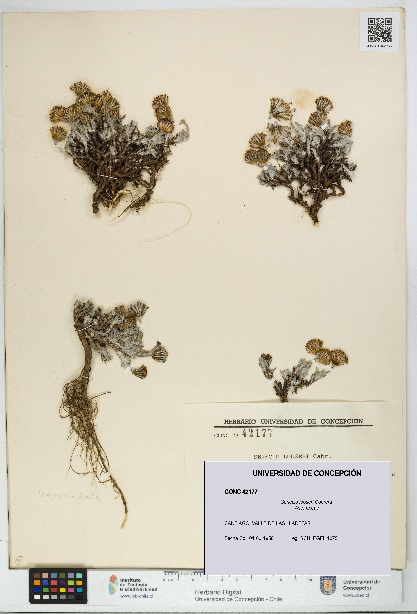 Senecio looseri [Espécimen: UDEC:CONC:0042177]