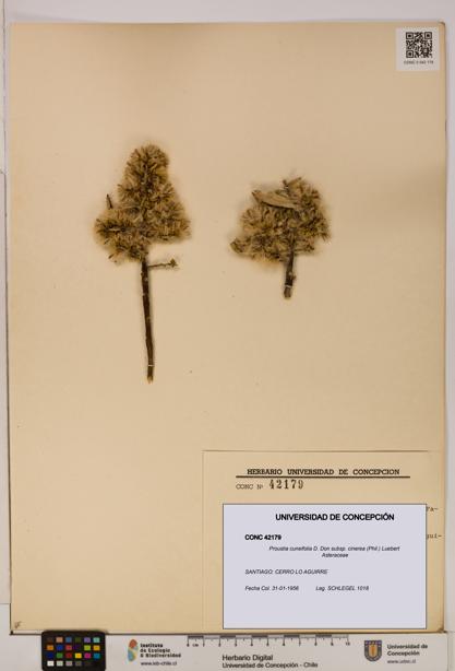Proustia cuneifolia subsp. cinerea [Espécimen: UDEC:CONC:0042179]