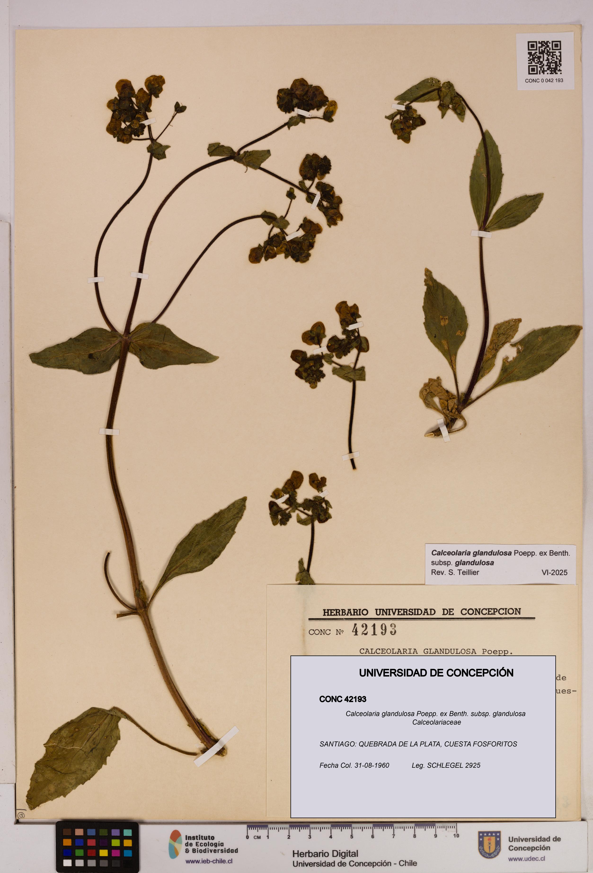 Calceolaria glandulosa [Espécimen: UDEC:CONC:0042193]