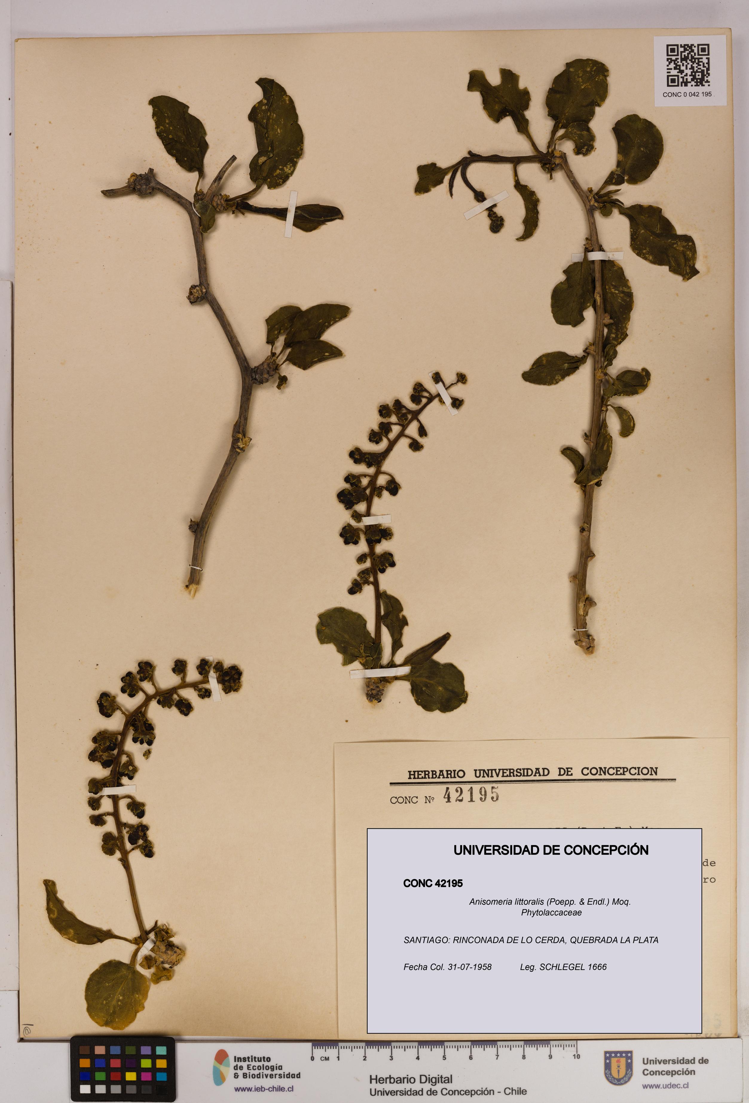 Anisomeria littoralis [Espécimen: UDEC:CONC:0042195]