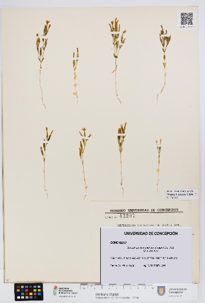 Centaurium cachanlahuen [Espécimen: UDEC:CONC:0042207]
