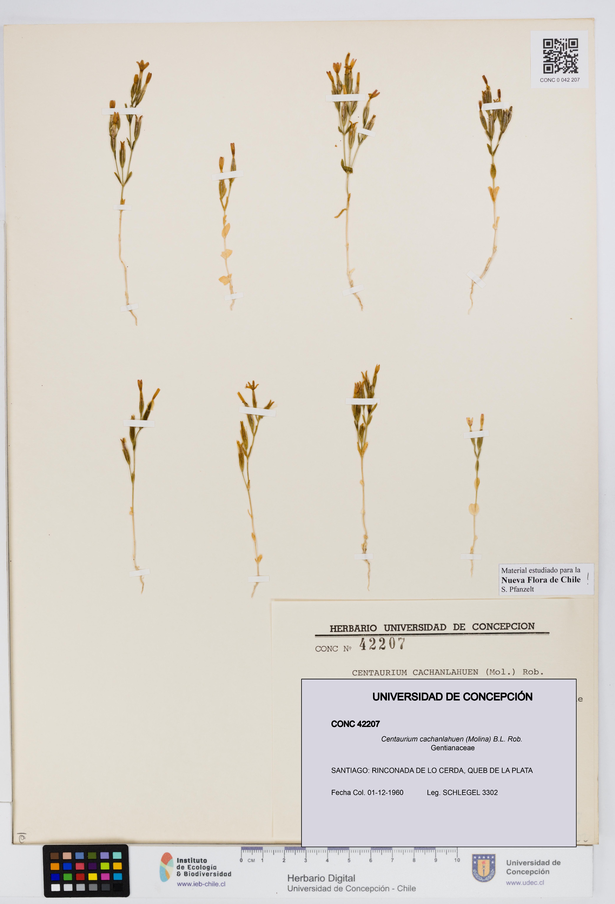 Centaurium cachanlahuen [Espécimen: UDEC:CONC:0042207]