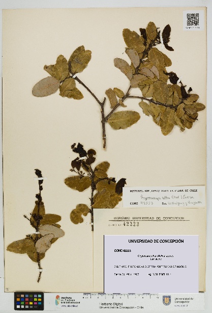 Cryptocarya alba [Espécimen: UDEC:CONC:0042223]
