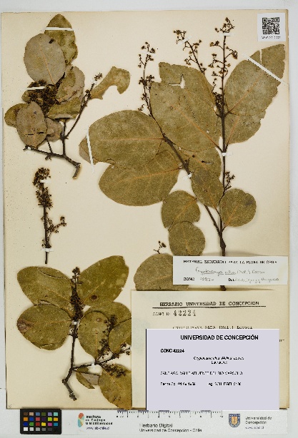Cryptocarya alba [Espécimen: UDEC:CONC:0042224]