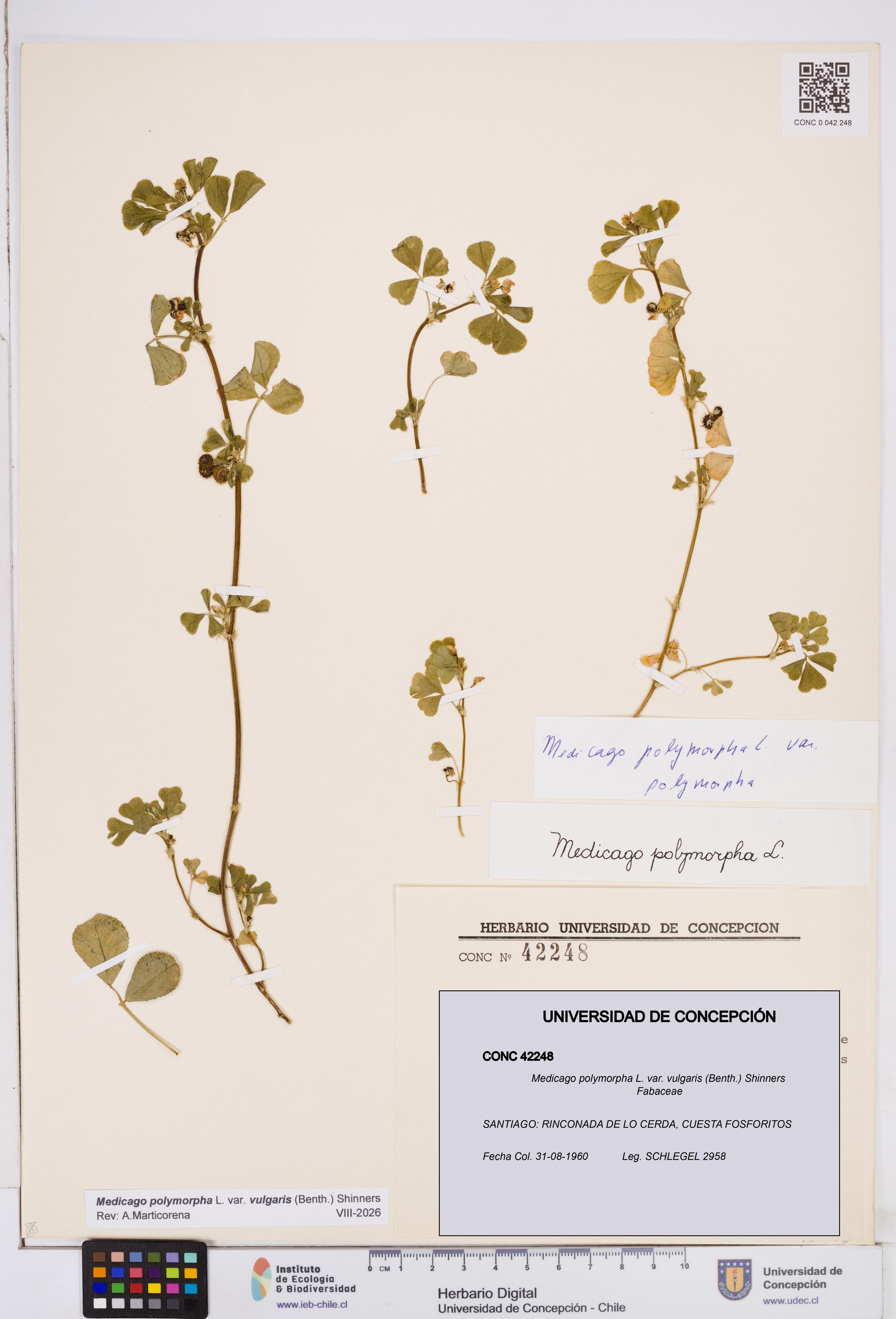 Medicago polymorpha var. vulgaris [Espécimen: ]