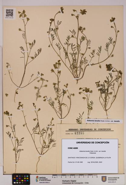 Adesmia tenella var. tenella [Espécimen: UDEC:CONC:0042255]