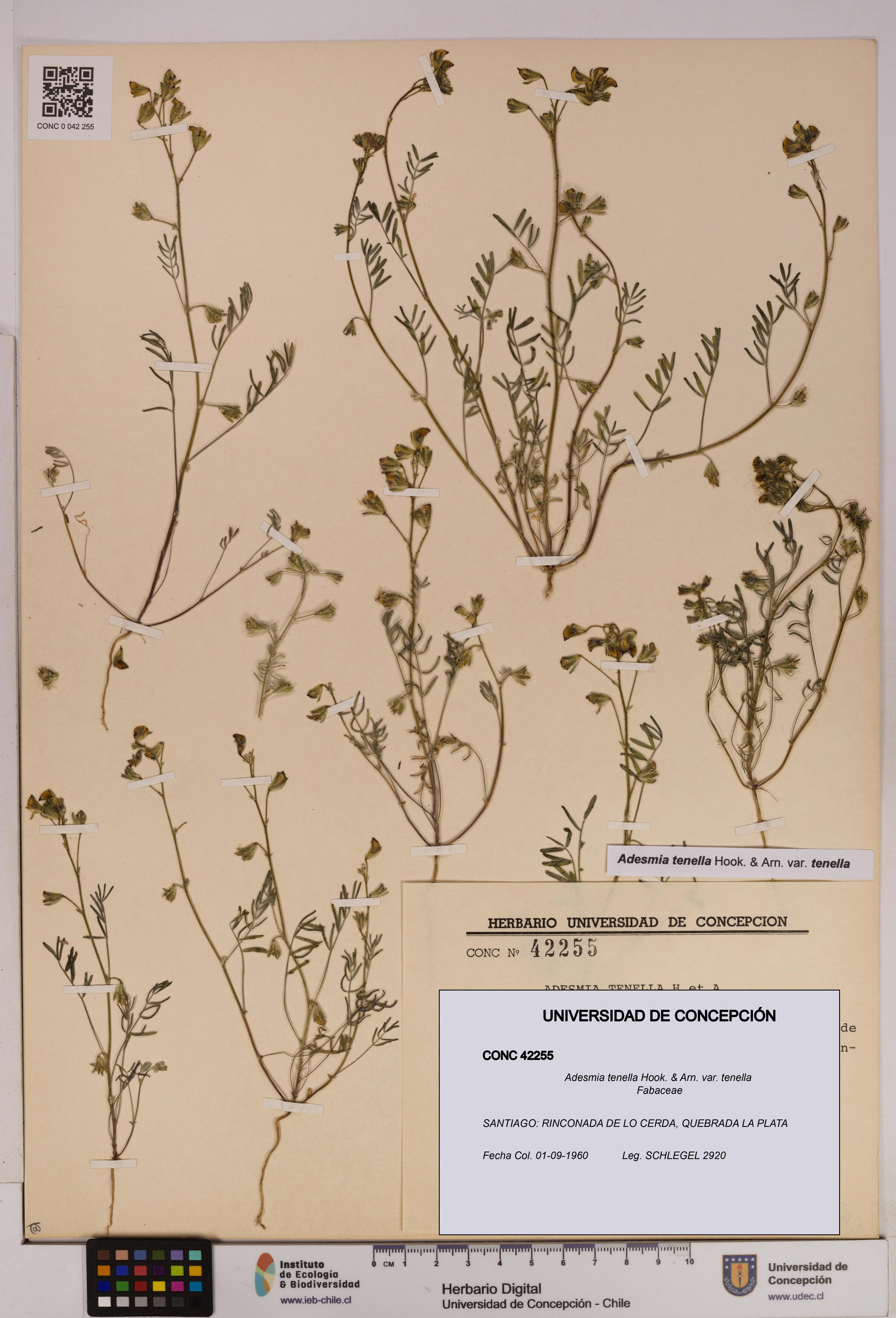 Adesmia tenella var. tenella [Espécimen: UDEC:CONC:0042255]