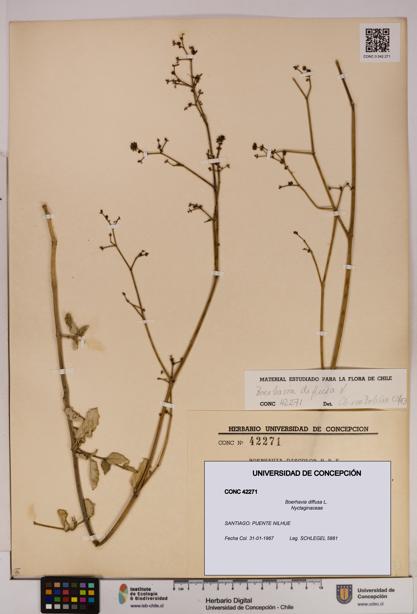 Boerhavia diffusa [Espécimen: UDEC:CONC:0042271]