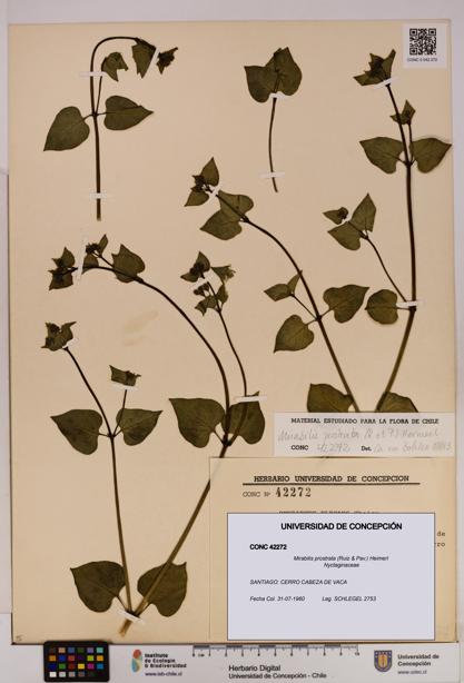 Mirabilis prostrata [Espécimen: UDEC:CONC:0042272]