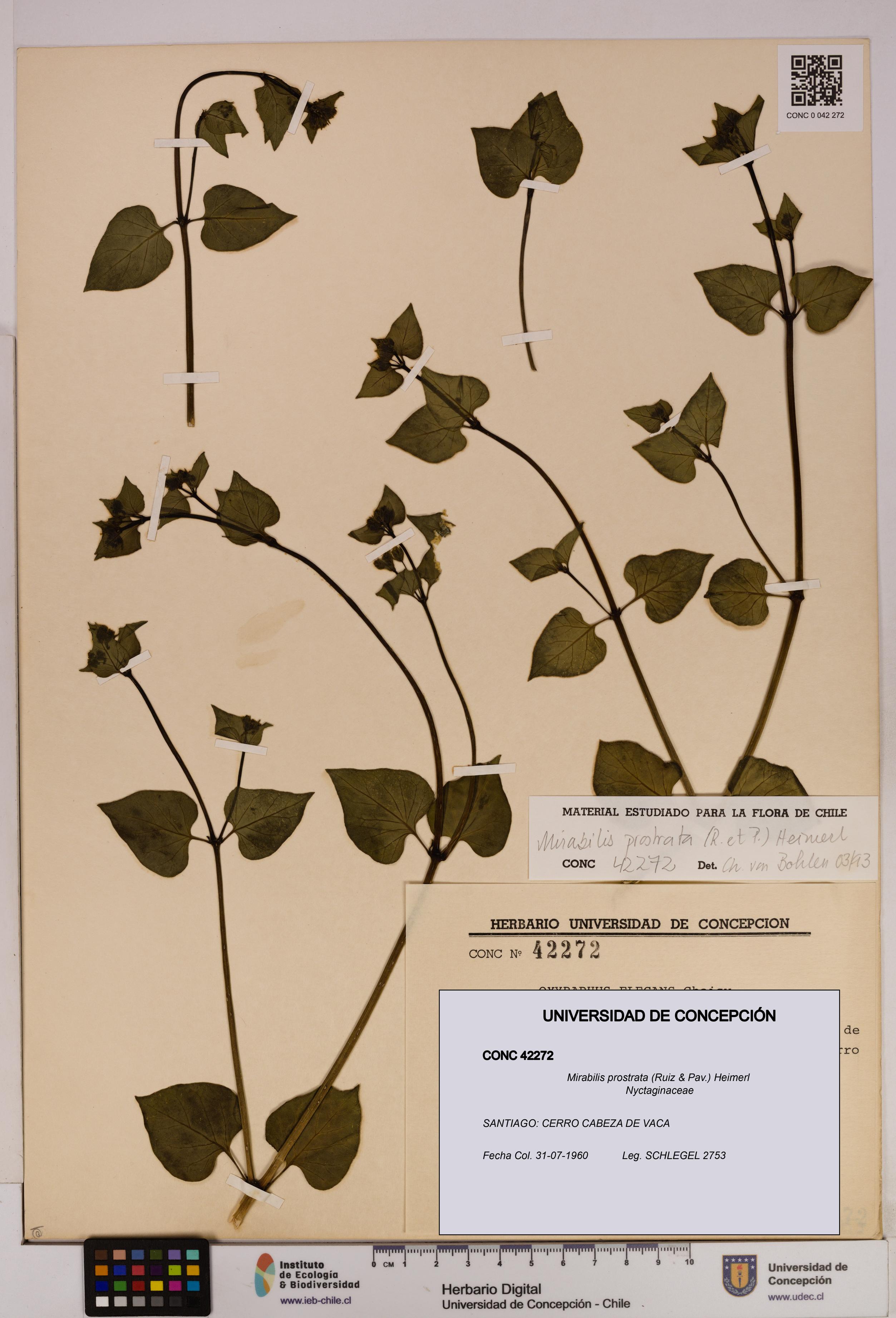 Mirabilis prostrata [Espécimen: UDEC:CONC:0042272]