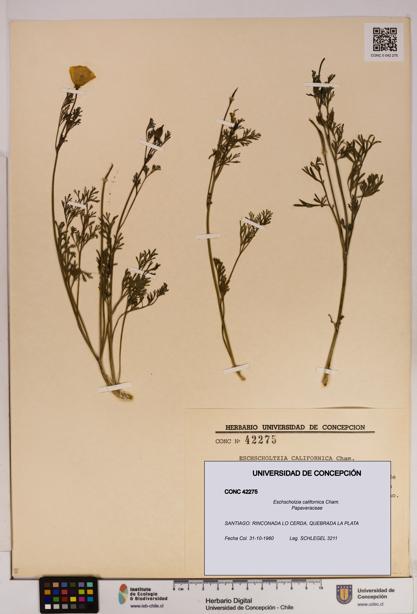 Eschscholzia californica [Espécimen: UDEC:CONC:0042275]