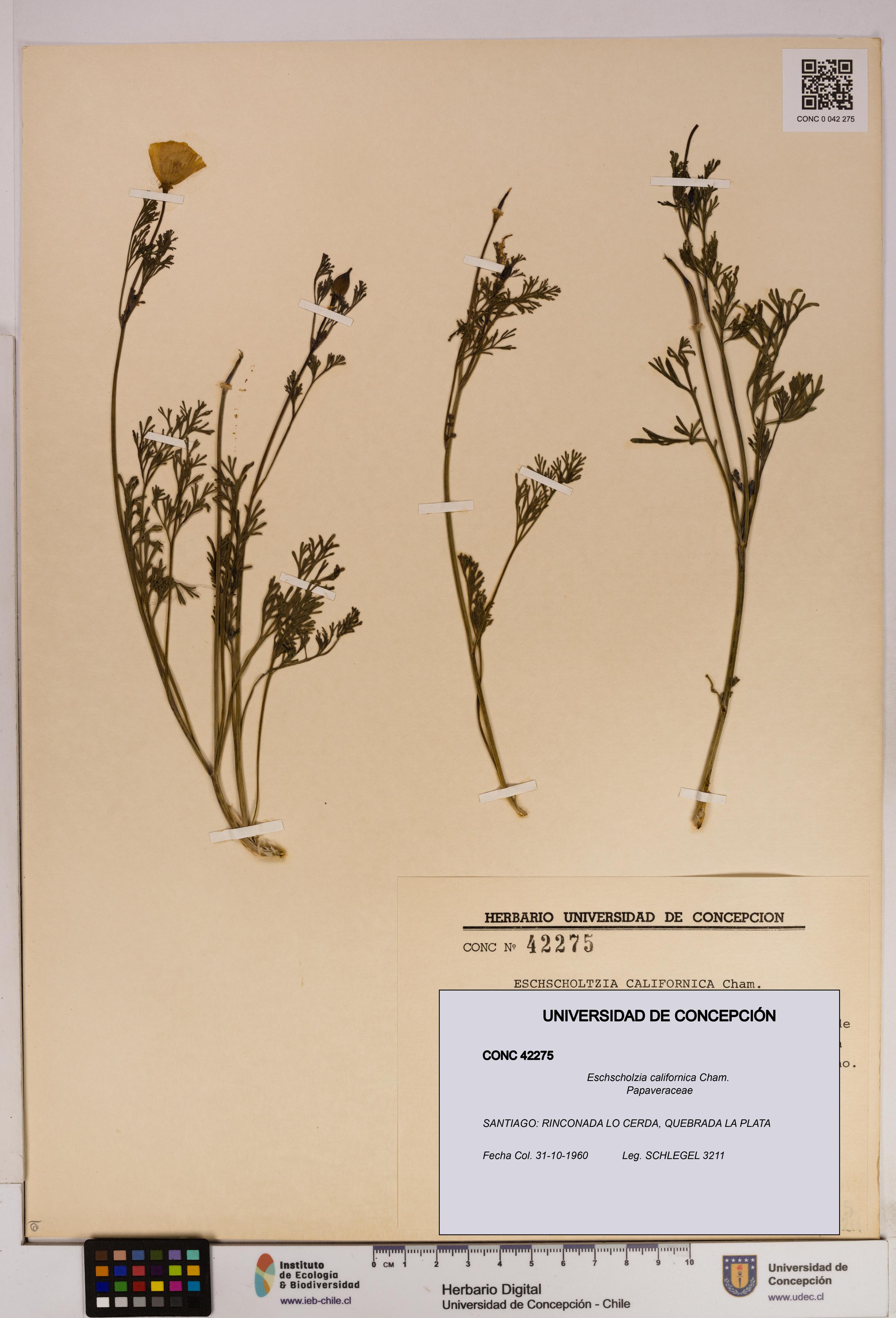 Eschscholzia californica [Espécimen: UDEC:CONC:0042275]