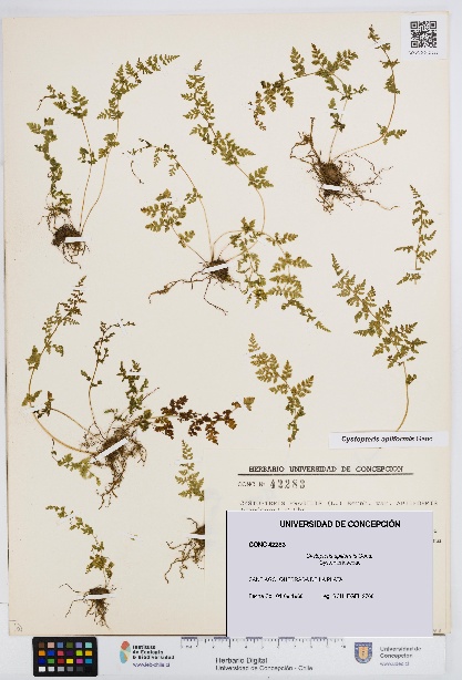 Cystopteris apiiformis [Espécimen: UDEC:CONC:0042283]
