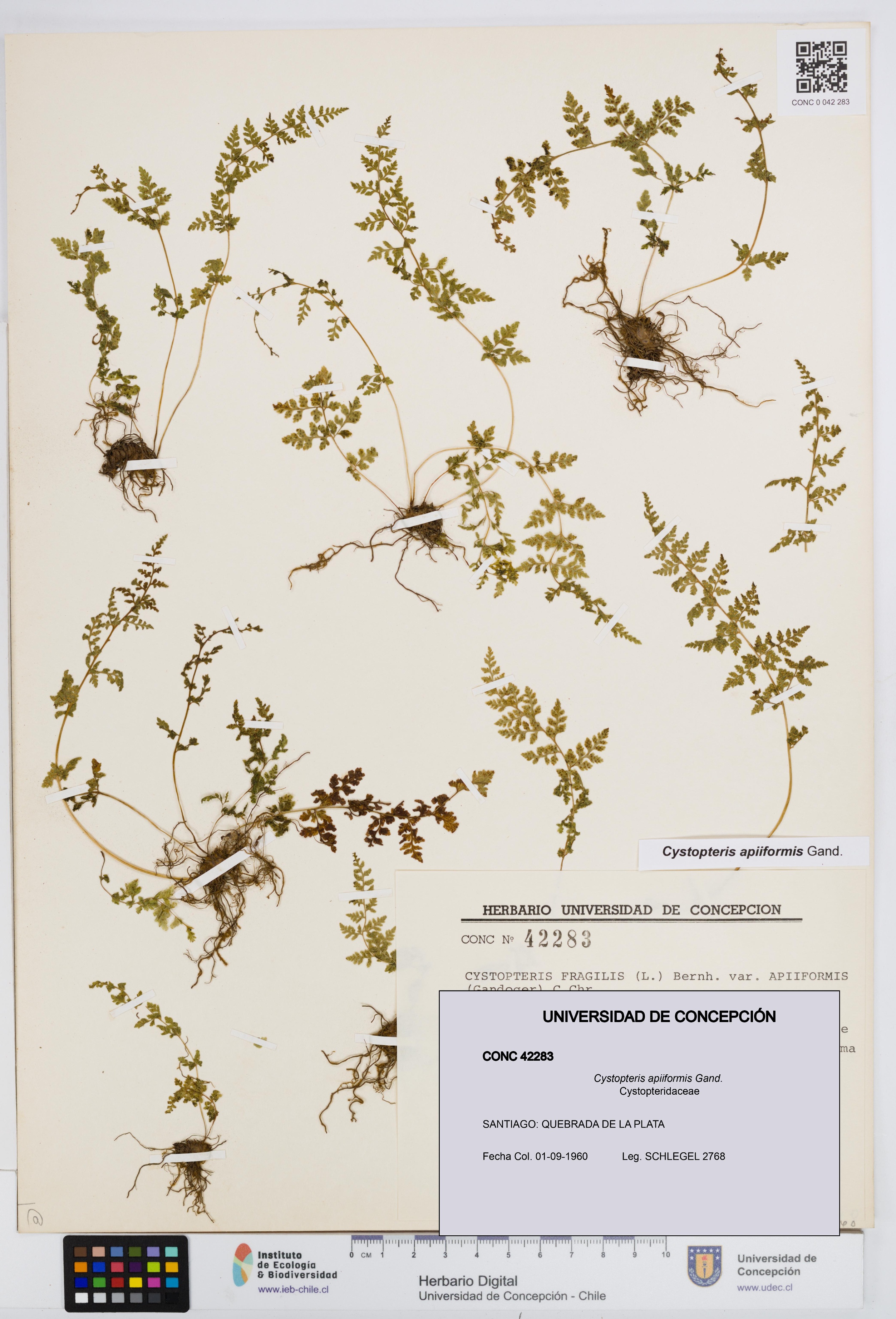 Cystopteris apiiformis [Espécimen: UDEC:CONC:0042283]