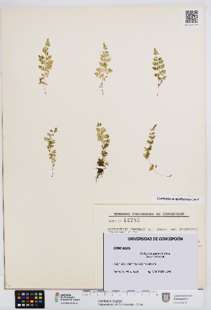 Cystopteris apiiformis [Espécimen: UDEC:CONC:0042285]