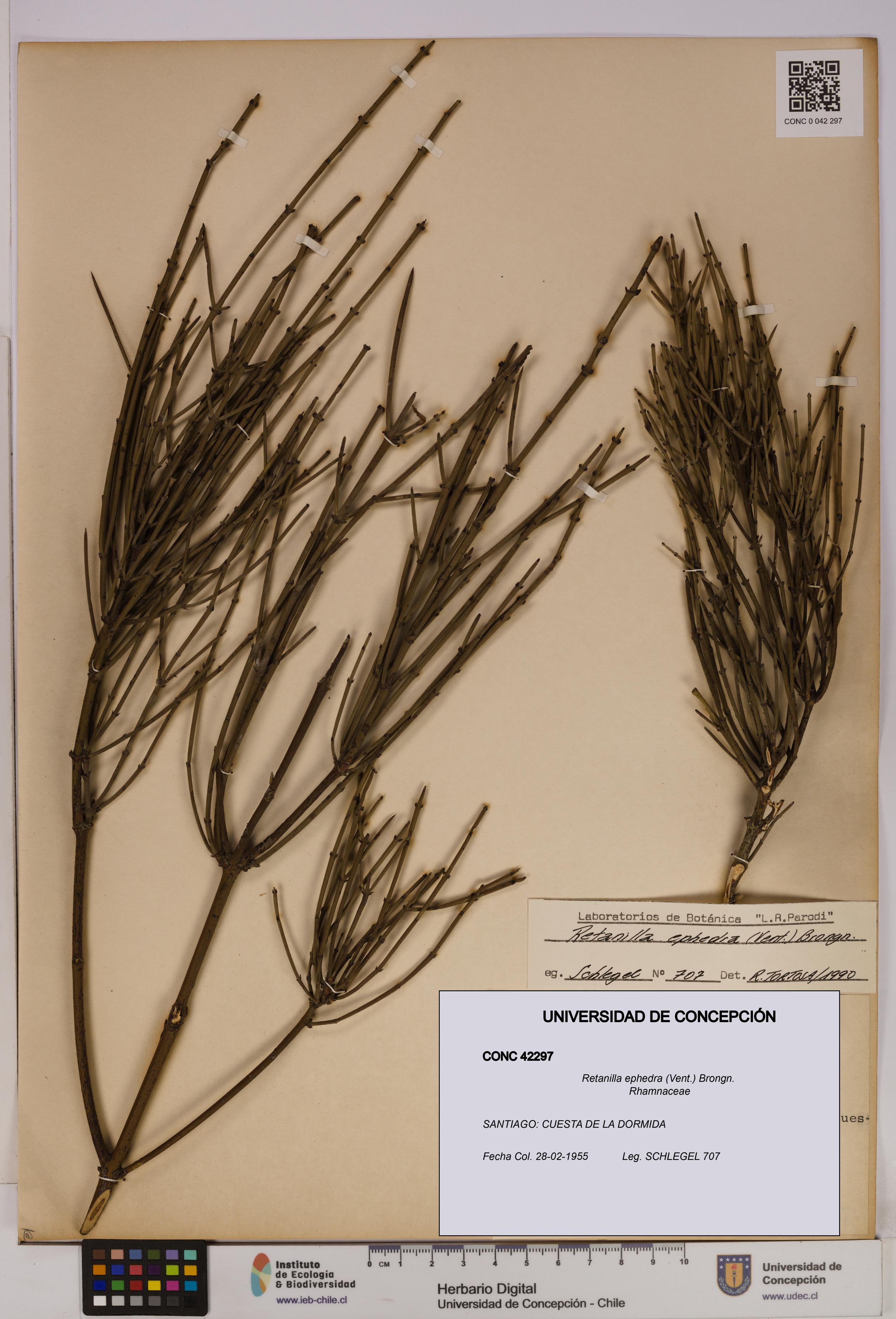 Retanilla ephedra [Espécimen: UDEC:CONC:0042297]